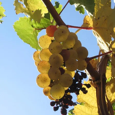 Apartmán Weingut Rebenhof
