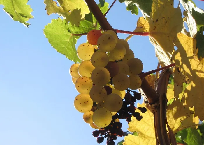 Apartamento Weingut Rebenhof